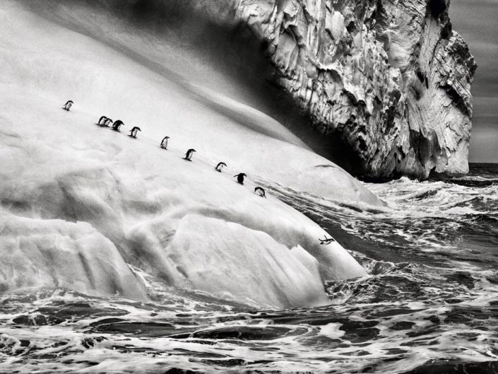 Sebastião Salgado Photography of Penguins jumping into the water