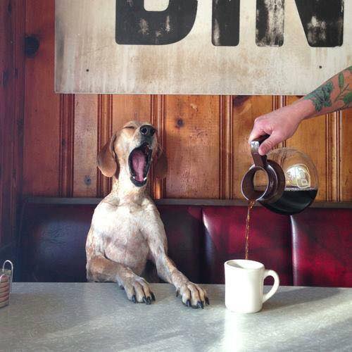 Theron Humphrey shot of a dog yawning while the coffee is being poured in the mug besides his legs on the table