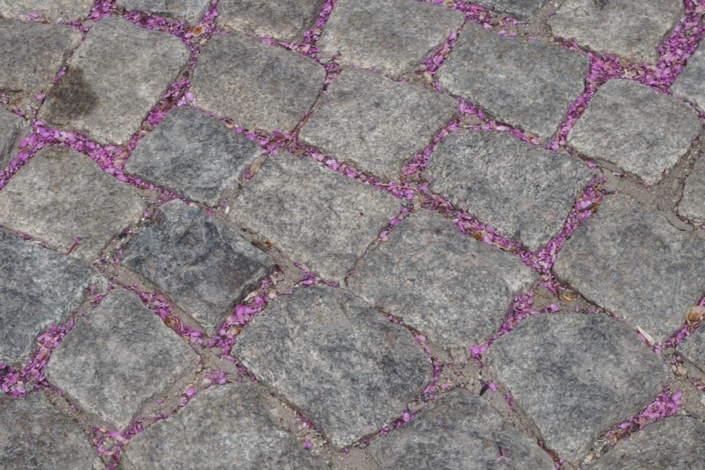 Blossom in the spaces on tiles on the ground