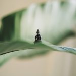Little Buddha figure - early master of Vipassana meditation technique